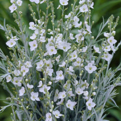 Otter bush, Otterbossie 'White Candy